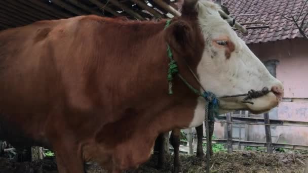 Brown White Limousin Bull Standing Den Eating Hay Eco Farming — Stock Video
