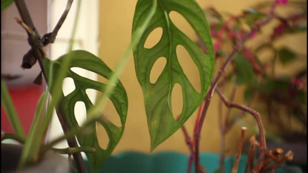 Janda Bolong Leaves Ornamental Plants Today — ストック動画