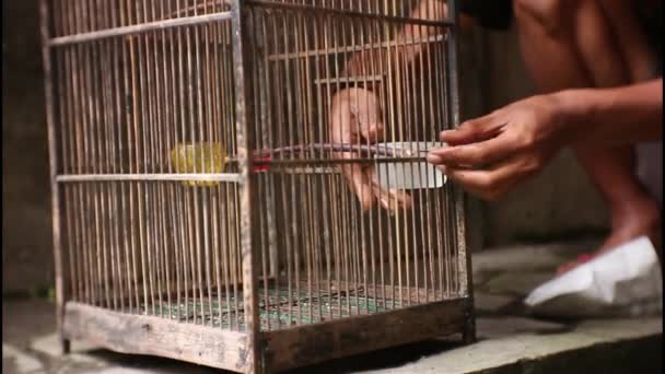 Einem Käfig Aus Bambus Den Singenden Vögeln Wasser Geben — Stockvideo