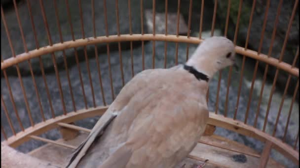 ケージ内の1羽の鳥 Dederuk Jawa またはラテン語名Streptopelia Bitorquataの映像 — ストック動画