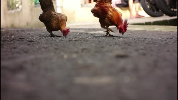 Dos Pollos Kate Están Buscando Comida Alrededor Carretera Del Pueblo — Vídeo de stock