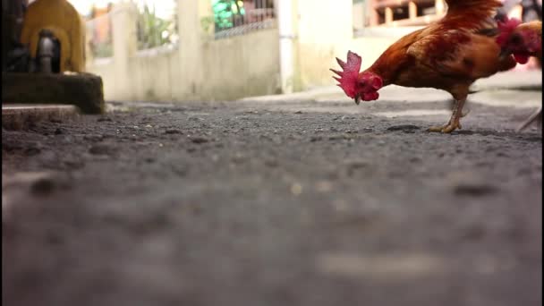 两只凯特鸡正在村里的路上觅食 — 图库视频影像