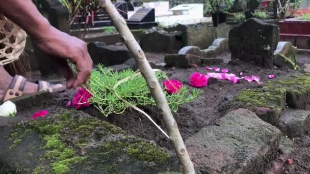 Detailní Záběr Mužské Ruky Zasévání Květin Nebo Kembang Setaman Během — Stock video