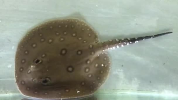 Süßwasserstachelrochen Oder Süßwasserstachelrochen Sind Knorpelfische Die Noch Mit Haien Verwandt — Stockvideo