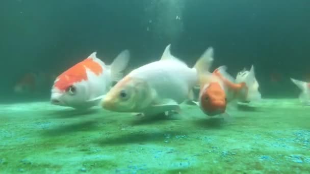 低価格で耐久性のある水族館の観賞魚 — ストック動画