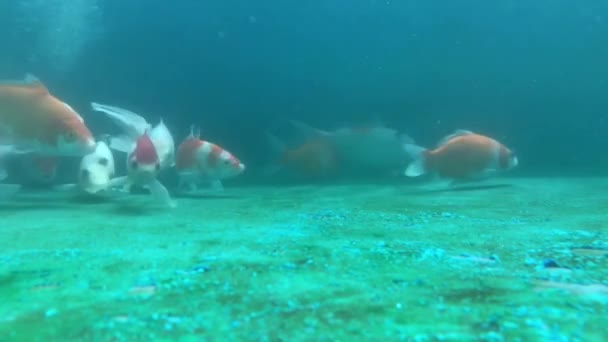 低価格で耐久性のある水族館の観賞魚 — ストック動画