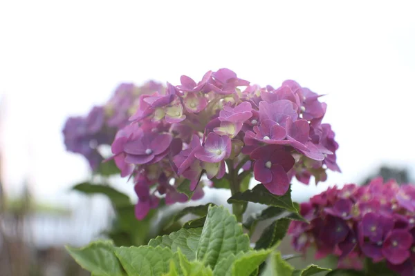 (Hydrangea macrophylla \'Endless Summer\') in summer gardens and is common in cold climates.