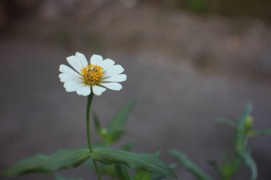 macro photography of a white rose suitable for the background