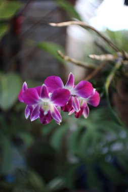 Phalaenopsis amabilis 'in seçici odak noktası, genellikle mor ay orkidesi olarak bilinir.