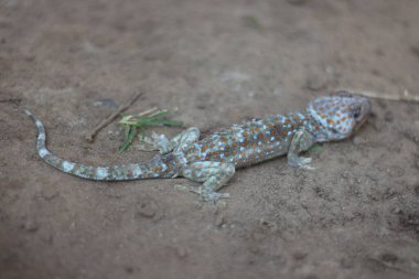 Tokay gecko bulanık arkaplanda yürüyor.