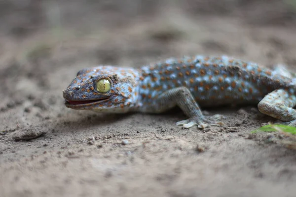Tokay Gecko Andando Chão Fundo Turvo — Fotografia de Stock