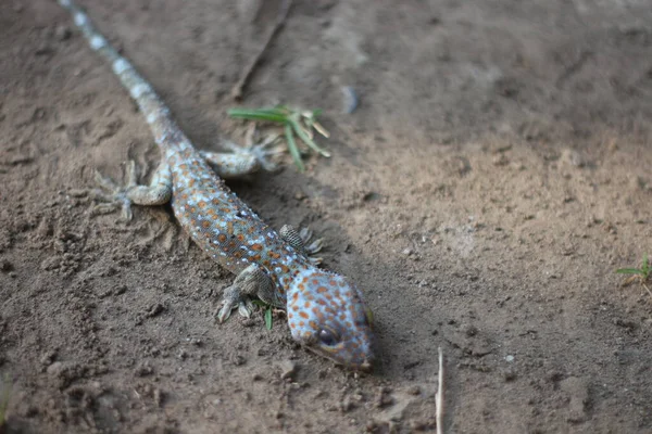 Tokay Gecko在模糊的背景下走在地上 — 图库照片