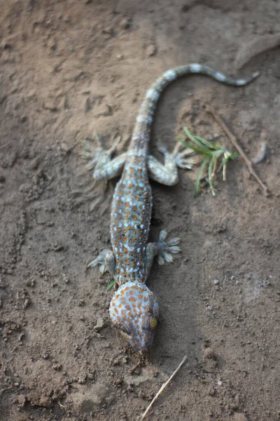 Tokay Gecko Läuft Auf Dem Boden Vor Verschwommenem Hintergrund — Stockfoto