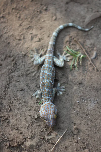 Tokay Gekko Lopen Grond Wazig Achtergrond — Stockfoto