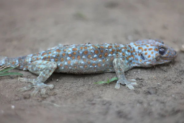Tokay Gecko Chodzenie Ziemi Rozmytym Tle — Zdjęcie stockowe