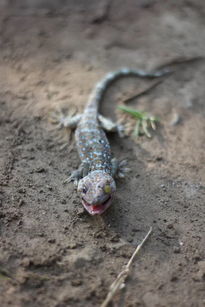 Tokay Gecko — 스톡 사진