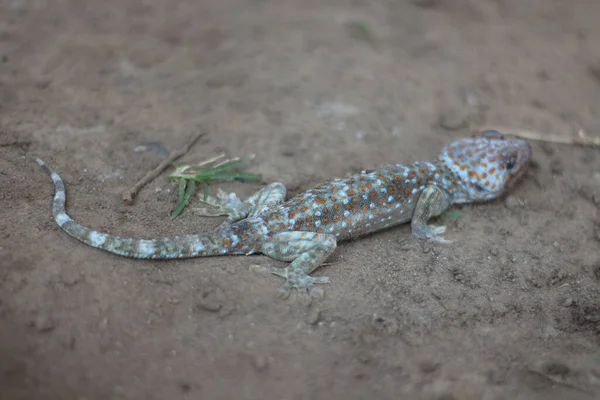 Tokay Gecko Läuft Auf Dem Boden Vor Verschwommenem Hintergrund — Stockfoto