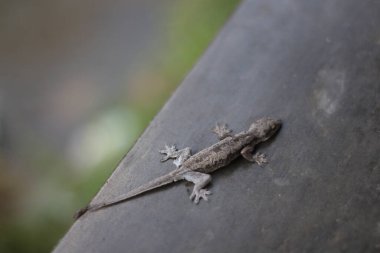 Kertenkele duvara gri renkle tutturulmuş.