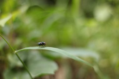 Uzaklarda yeşil yapraklara yapışmış küçük yeşil sinekler.