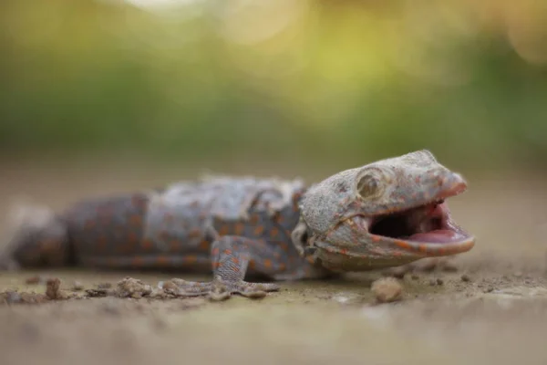 Φωτογραφία Του Gecko Ανοίγει Στόμα Του — Φωτογραφία Αρχείου