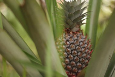 Yeşil ananas hala ağaçta, olgunlaşmak üzere olan kırmızı ananas meyvesi çekici görünüyor ve kırmızı dikenlerle dolu..