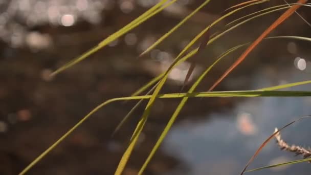 Nehrin Önündeki Çimenlerin Seçici Yumuşak Odak Noktası Güzel Bir Esinti — Stok video