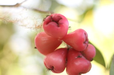 Su guava meyvesini veriyor ve olgunlaşmaya başladı ve hasat edilmeye hazır..