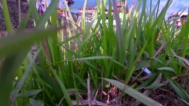 川の前の草の選択的な柔らかい焦点美しい風 — ストック動画