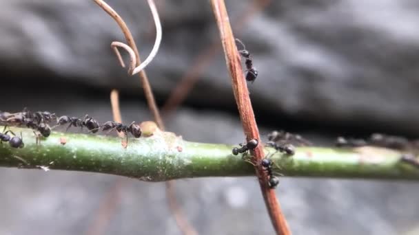 Hordas Hormigas Negras Caminando Sobre Ramas Árboles — Vídeo de stock