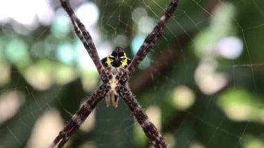 Yuvalarındaki örümcekler ağlarına yemek düşmesini bekliyorlar..
