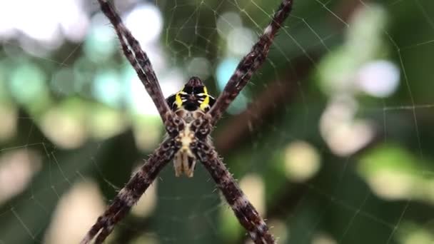 Arañas Sus Nidos Esperando Que Comida Aterrice Sus Telas — Vídeos de Stock