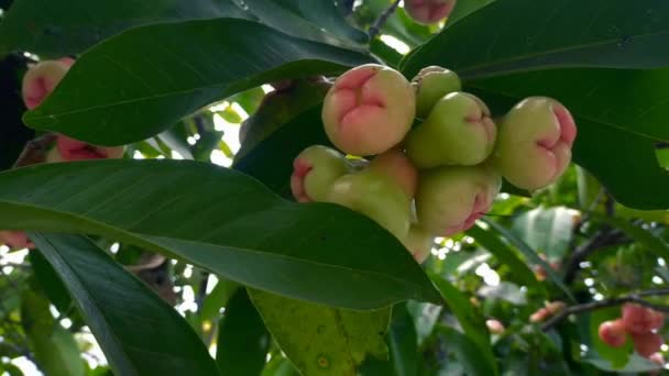 Съемка Плодов Гуавы Которые Зеленые Нарушает Время Приготовления — стоковое видео