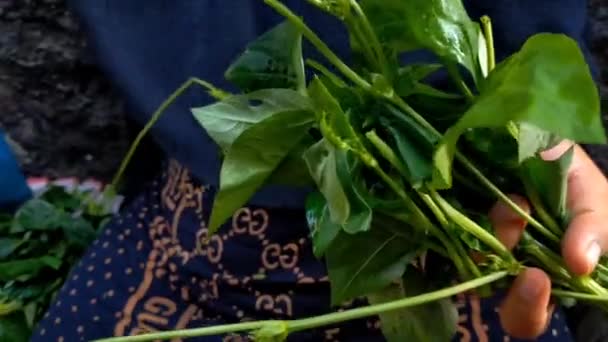 Anne Sütünü Kolaylaştırmak Için Mbayung Yapraklarını Sebze Olarak Sınıflandırmak — Stok video