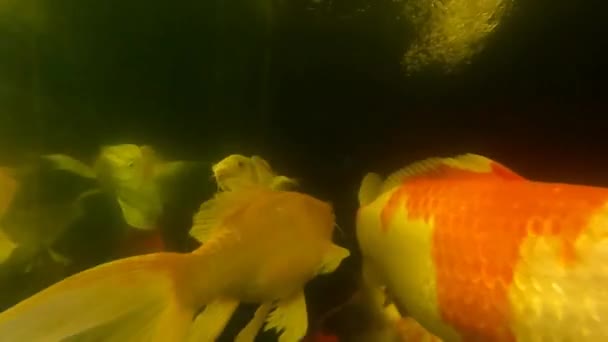 Muitas Carpas Extravagantes Peixes Koi Nadando Lagoa — Vídeo de Stock