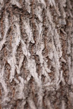 Meşe kabuğunun kabartmalı dokusu. Ahşap dokusunun panoramik fotoğrafı.