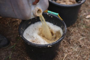 Keçileri daha da şişmanlatmak için tofu artıkları..