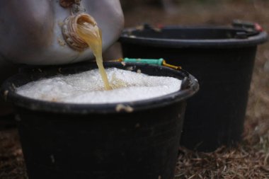 Keçileri daha da şişmanlatmak için tofu artıkları..