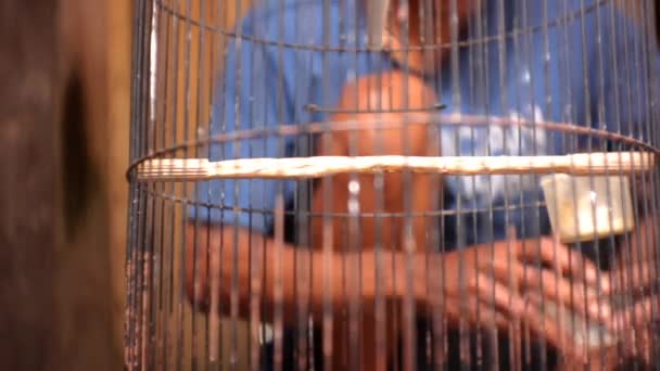 Kuş Yetiştiricilerinin Sabah Faaliyetleri Arasında Kafesleri Temizlemek Beslenmek Vardır — Stok video