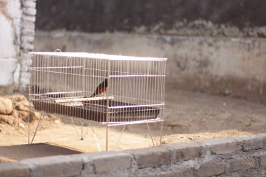 Kafeslerde yıkanan saksağan kuşlara boş topraklarda keramba denir..