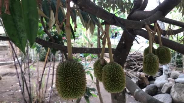 Musangking Durian Frukt Som Fortfarande Ung Och Ser Frisk — Stockvideo
