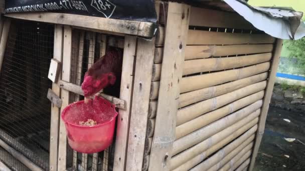 一只公鸡在一个木笼里吃东西 — 图库视频影像