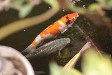 Yeşil bitkiler ve bulanık bir arkaplan ile gölde koi balığı.