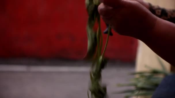 Triagem Folhas Kangkong Serem Processadas Como Vegetais — Vídeo de Stock
