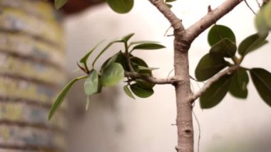 Doğa Arkaplanı, Yeşil Yaprakların Kapanması Bonsai Ağacı.