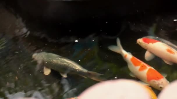 Ryba Koi Jezírku Stále Trochu Protože Právě Začal — Stock video