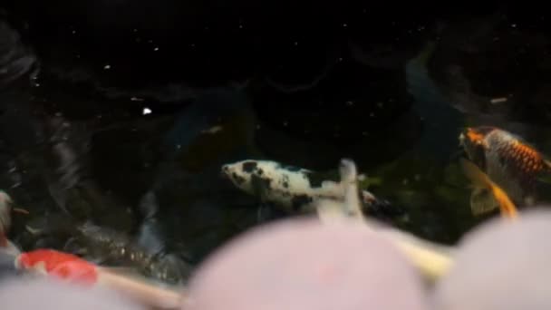 Ψάρι Κόι Στη Λίμνη Ακόμα Λίγο Επειδή Μόλις Ξεκίνησε — Αρχείο Βίντεο