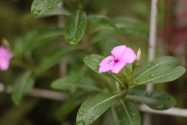 Mısır bitkisine su damlası. Yağmurdan sonra yaprak..
