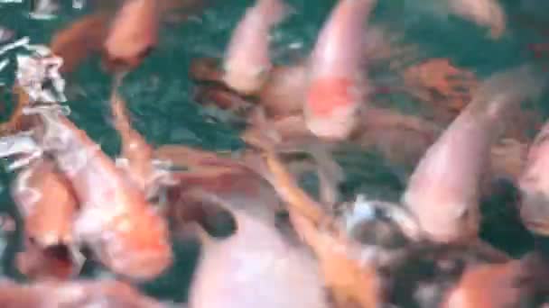 Coltivazione Pesci Acqua Dolce Utilizzando Telone Nel Cortile Della Casa — Video Stock