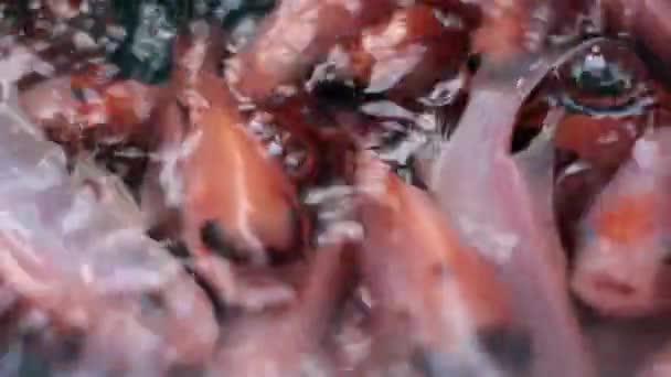 Выращивание Пресноводных Рыб Помощью Брезента Дворе Дома — стоковое видео