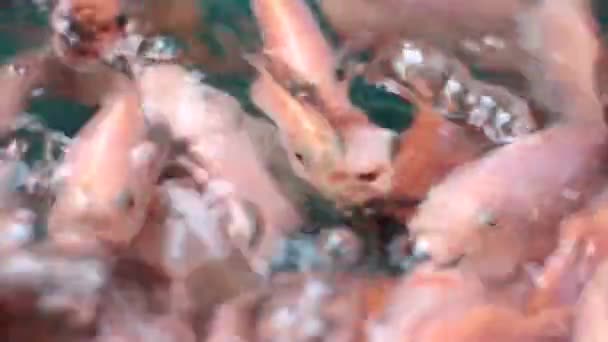 Выращивание Пресноводных Рыб Помощью Брезента Дворе Дома — стоковое видео